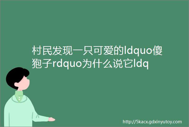 村民发现一只可爱的ldquo傻狍子rdquo为什么说它ldquo傻rdquo